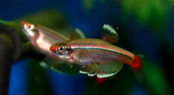 白云金丝鱼是上层鱼吗（白云金丝鱼有攻击性吗）