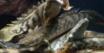 虎纹恐龙鱼凶猛吗（龙鱼虎纹斑是什么鱼）