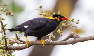 鹩哥喂养注意事项（鹩哥吃啥效果最好）