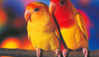 牡丹鹦鹉配对繁殖口诀（公牡丹鹦鹉求偶的表现）