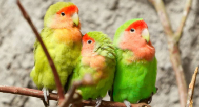 牡丹鹦鹉的智商排名（2023年国家解禁的鹦鹉）