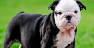 斗牛犬攻击性强不强（攻击性强的狗的排名）