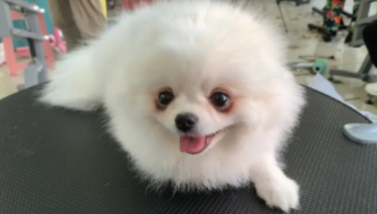 博美都分什么品种（博美体型分类）