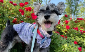 养雪纳瑞的人都后悔了（雪纳瑞脾气大 会咬主人）