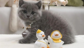 脸扁扁的猫是什么品种（脸凹进去的猫是什么品种）