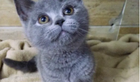 猫肚子一抽一抽的怎么回事（猫身体一抽一抽的,像震动）