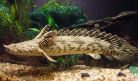 虎纹恐龙鱼怎么分公母（恐龙鱼怎么分辨公母）