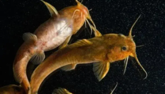 鲶鱼多大能产卵（鲶鱼寿命一般多少年呢）