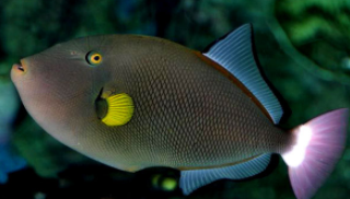 毛毛炮弹海水鱼（炮弹鱼多少钱一只）