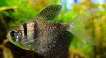 黑裙鱼吃小鱼吗（黑裙鱼的食物要求）