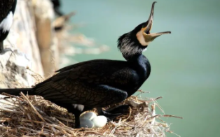 鸬鹚孵化期多少天（吃鸬鹚有什么好处）