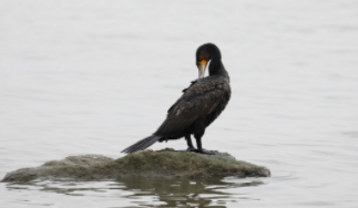 鱼鹰和鸬鹚的区别（鸬鹚是什么）