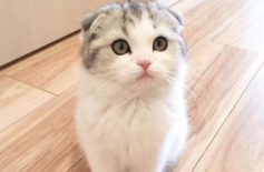 宠物猫的寿命是多少（寿命最长的猫活了几岁）