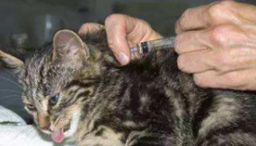 猫得了白血病能活多久（猫白血病会传染人吗）