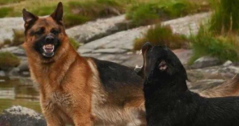 罗威纳与德牧哪个好（德牧一生认几个主人）