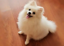 博美犬有多少种（博美犬有哪几个品种）