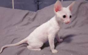 柯尼斯卷毛猫品相怎么看（卷毛猫柯尼斯）