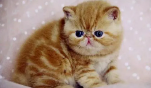 加菲猫是品种还是名字（适合加菲猫的名字大全）