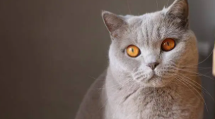 猫咪智商排行（小猫的智商）