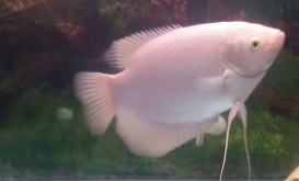 中型热带鱼混养搭配（招财鱼十大混养）