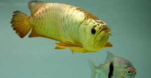 龙鱼品种介绍（澳洲龙鱼是什么鱼）