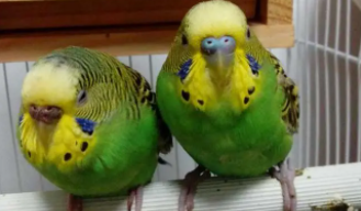 虎皮鹦鹉介绍（虎皮鹦鹉什么颜色最稀有）