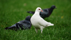 鸽子喜欢什么气味能吸引鸽子（鸽子怕什么气味刺激）