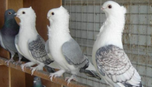 新手怎样养好信鸽（新手养鸽最好方法）