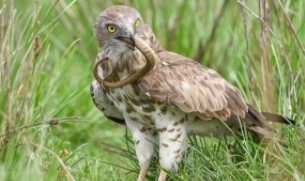 蛇雕的特征（蛇雕的性格特点）