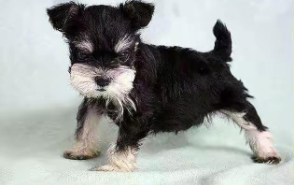 雪纳瑞怎么训练大小便（雪纳瑞听得懂人说话吗）