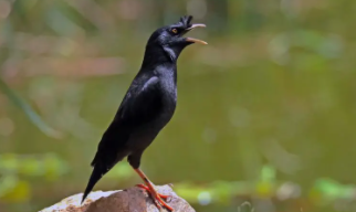 自制八哥鸟粮配方大全（八哥吃粮食吗）