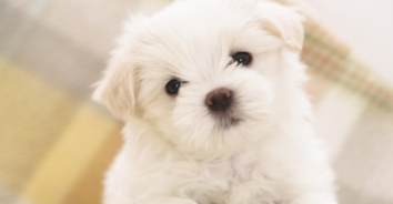 狗蜂窝织炎症（外阴急性蜂窝组织炎）