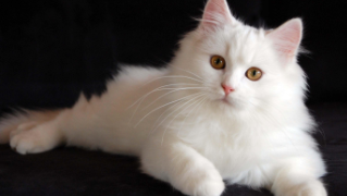 狮子猫有几种颜色（狮子猫品种介绍）