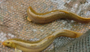 藏在沙子里的鱼（藏在沙子里的鱼有哪些）