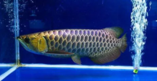 古典龙鱼跟蓝底龙鱼的区别（龙鱼背景用什么颜色好）