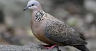 斑鸠寿命一般多少年（斑鸠有什么特征）