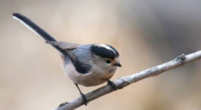 北长尾山雀百科（北长尾山雀在哪里分布）