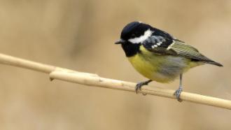 白腹山雀是什么品种（黄腹山雀有几个品种）