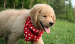 金毛幼犬吃什么补充营养（如何给金毛幼犬正确喂食）