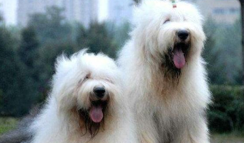 古牧犬怎么看纯不纯的（纯种古牧犬是什么颜色）