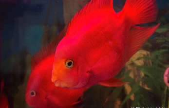 血鹦鹉鱼食推荐（血鹦鹉鱼粮什么牌子好）