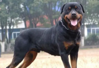 禁止养的38种烈性犬（10大禁养犬）