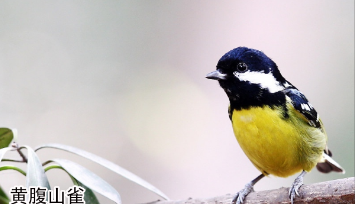 山雀鸟的种类和外观特征（哪种山雀叫的好）
