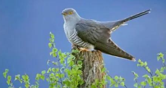 杜鹃鸟和布谷鸟是一个品种吗（有杜鹃鸟吗）