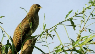 布谷鸟的别称和雅称（民间对布谷鸟的叫法）