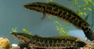 乌鳢的近种区别（鲜乌鳢的功效）