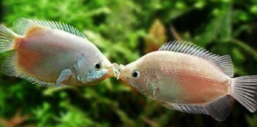 接吻鱼又叫什么鱼（会亲嘴的鱼叫什么鱼）