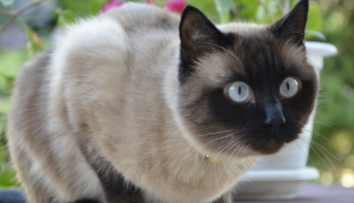 伯曼猫什么级别最好（猫在玄学里代表什么）