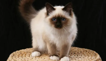 四个爪子都是白色的猫（猫白爪子是什么预兆）