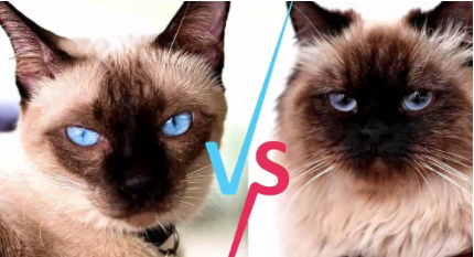 巴厘猫和暹罗猫的区别（暹罗有长毛的吗）